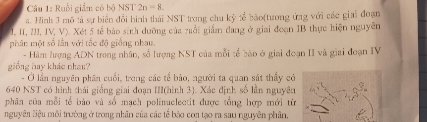 Ruồi giấm có bộ NST 2n=8. 
a. Hình 3 mô tả sự biến đồi hình thái NST trong chu kỳ tế bào(tương ứng với các giai đoạn 
I, II, III, IV, V). Xét 5 tế bào sinh dưỡng của ruồi giấm dang ở giai đoạn IB thực hiện nguyên 
phân một số lần với tốc độ giống nhau. 
- Hàm lượng ADN trong nhân, số lượng NST của mỗi tế bào ở giai đoạn II và giai đoạn IV 
giống hay khác nhau? 
- Ở lần nguyên phân cuối, trong các tế bào, người ta quan sát thấy có
640 NST có hình thái giống giai đoạn III(hình 3). Xác định số lần nguyên 
phân của mỗi tế bào và số mạch polinucleotit được tổng hợp mới từ 
nguyên liệu môi trường ở trong nhân của các tế bào con tạo ra sau nguyên phân.