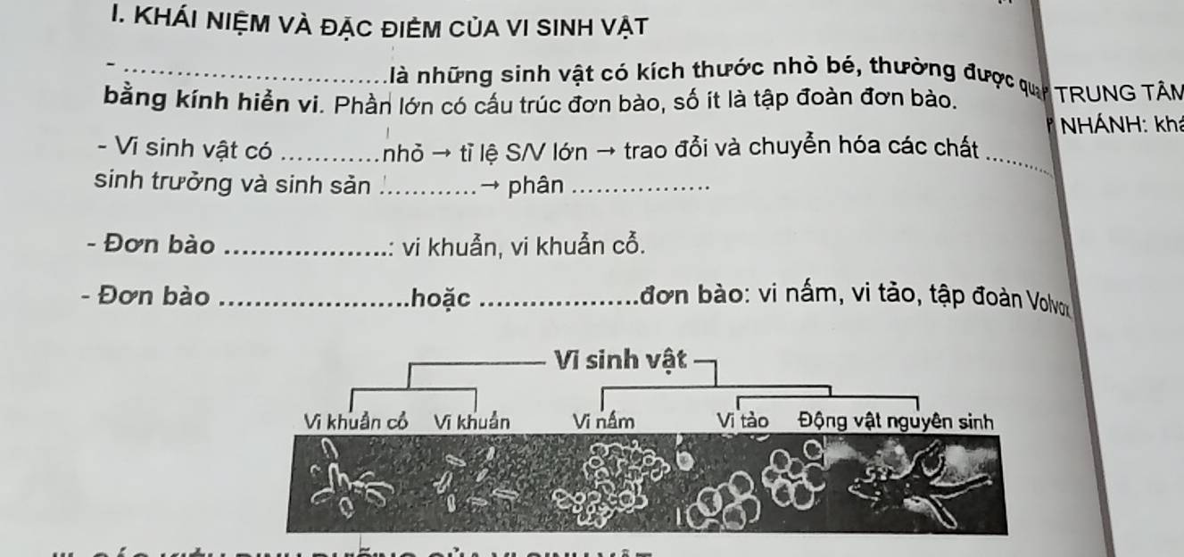 KHÁI NIỆM vÀ đặc điêm CủA VI SINH vật 
_nlà những sinh vật có kích thước nhỏ bé, thường được q TRUNG TÂM 
bằng kính hiển vi. Phần lớn có cầu trúc đơn bào, số ít là tập đoàn đơn bào. 
a NHÁNH: khá 
_ 
- Vi sinh vật có _nhỏ → tỉ lệ S/V lớn → trao đổi và chuyễn hóa các chất 
sinh trưởng và sinh sản _→ phân_ 
- Đơn bào _vi khuẫn, vi khuản cỗ. 
- Đơn bào _hoặc _đơn bào: vi nấm, vi tảo, tập đoàn Volvm