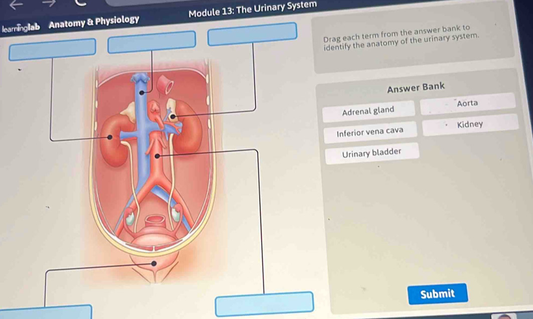 Solved: learninglab Anatomy & Physiology Module 13: The Urinary System ...