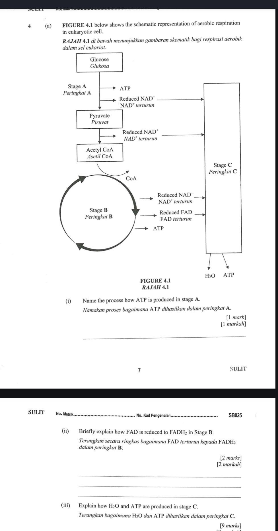 4 (a) FIGURE 4.1 below shows the schematic representation of aerobic respiration
in eukaryotic cell.
RAJAH 4.1 di bawah menunjukkan gambaran skematik bagi respirasi aerobik
(i) Name the process how ATP is produced in stage A.
Namakan proses bagaimana ATP dihasilkan dalam peringkat A.
[1 mark]
[1 markah]
_
7
SULIT
SULIT No. Matrik
_ No. Kad Pengenalan_ SB025
(ii) Briefly explain how FAD is reduced to FADH₂ in Stage B.
Terangkan secara ringkas bagaimana FAD terturun kepada FADH2
dalam peringkat B.
[2 marks]
[2 markah]
_
_
_
(iii) Explain how H₂O and ATP are produced in stage C.
Terangkan bagaimana H₂O dan ATP dihasilkan dalam peringkat C.
[9 marks]