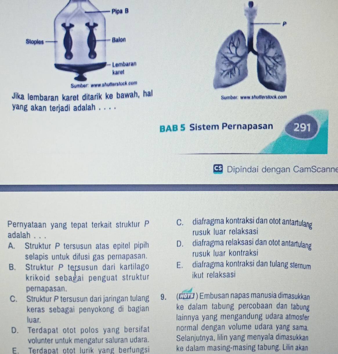 Jika lembaran karet ditarik ke bawah, hal 
yang akan terjadi adalah . . . .
BAB 5 Sistem Pernapasan 291
* Dipindai dengan CamScanne
Pernyataan yang tepat terkait struktur P C. diafragma kontraksi dan otot antartulang
adalah . . . rusuk luar relaksasi
A. Struktur P tersusun atas epitel pipih D. diafragma relaksasi dan otot antartulang
selapis untuk difusi gas pernapasan. rusuk luar kontraksi
B. Struktur P tersusun dari kartilago E. diafragma kontraksi dan tulang sternum
krikoid sebagai penguat struktur ikut relaksasi
pernapasan.
C. Struktur P tersusun dari jaringan tulang 9. (#7 ) Embusan napas manusia dimasukkan
keras sebagai penyokong di bagian ke dalam tabung percobaan dan tabung
luar. lainnya yang mengandung udara atmosfer
D. Terdapat otot polos yang bersifat normal dengan volume udara yang sama.
volunter untuk mengatur saluran udara. Selanjutnya, lilin yang menyala dimasukkan
E. Terdapat otot lurik yang berfungsi ke dalam masing-masing tabung. Lilin akan