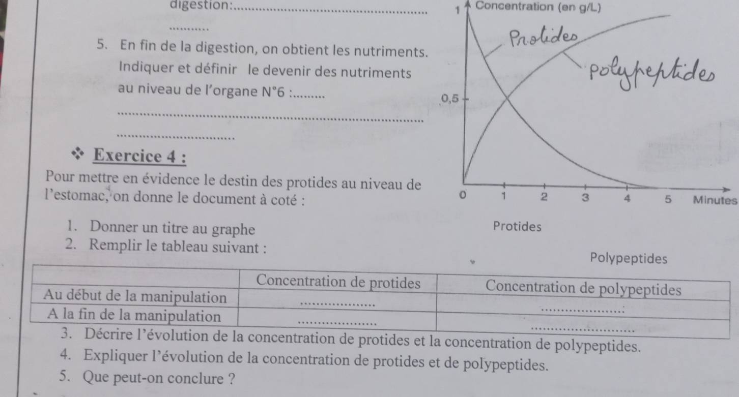 digestion: _Concentration (en g/L) 
1 
_ 
5. En fin de la digestion, on obtient les nutriments 
Indiquer et définir le devenir des nutriments 
au niveau de l’organe N°6 _ 
_ 
_ 
Exercice 4 : 
Pour mettre en évidence le destin des protides au niveau de 
l'estomac, on donne le document à coté :Minutes 
1. Donner un titre au graphe 
2. Remplir le tableau suivant : 
on de protides et la concentration de polypeptides. 
4. Expliquer l’évolution de la concentration de protides et de polypeptides. 
5. Que peut-on conclure ?