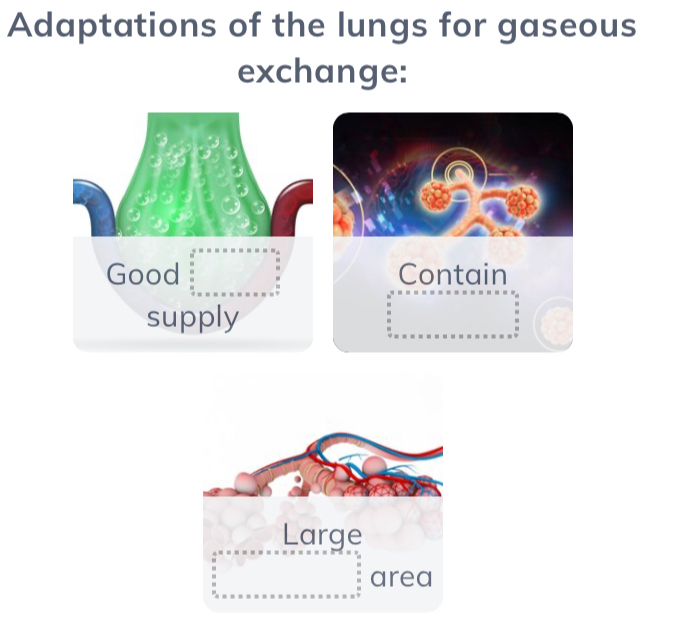 Adaptations of the lungs for gaseous 
exchange: 
Good 
supply