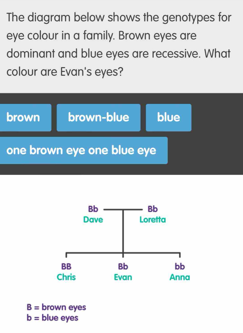 Solved: The diagram below shows the genotypes for eye colour in a ...