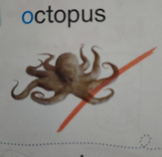 octopus