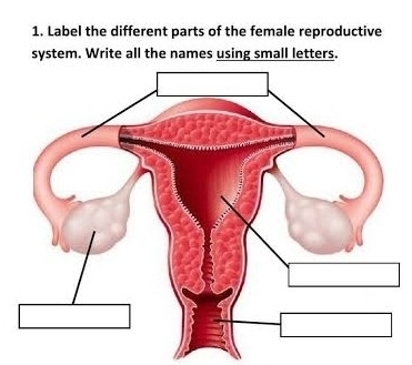 Label the different parts of the female reproductive 
system. Write all the names using small letters.