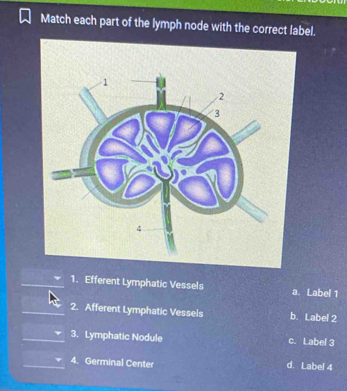 Solved: Match each part of the lymph node with the correct label. 1 ...