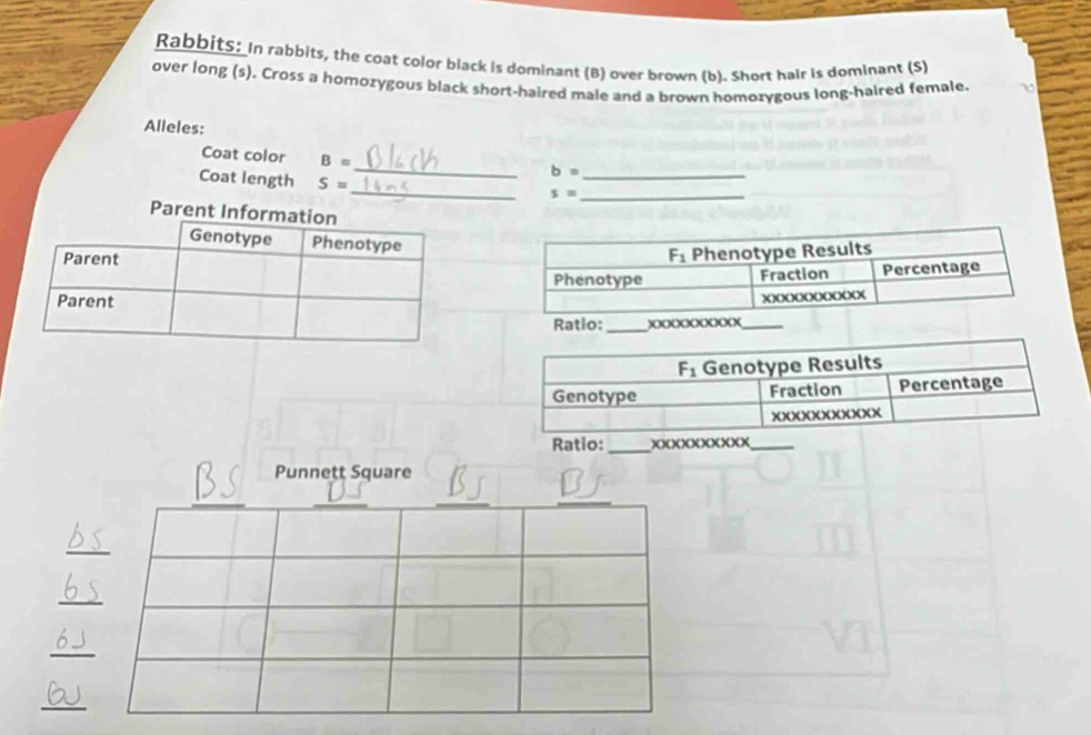 RabbitS: In rabbits, the coat color black is dominant (B) over brown (b). Short hair is dominant (S)
over long (s). Cross a homozygous black short-haired male and a brown homozygous long-haired female.
Alleles:
_
Coat color B=
_ b=
_
Coat length S=
_ s=
Ratio: _X_
Ratio:_ XXXXXXXXXX_
Punnett Square