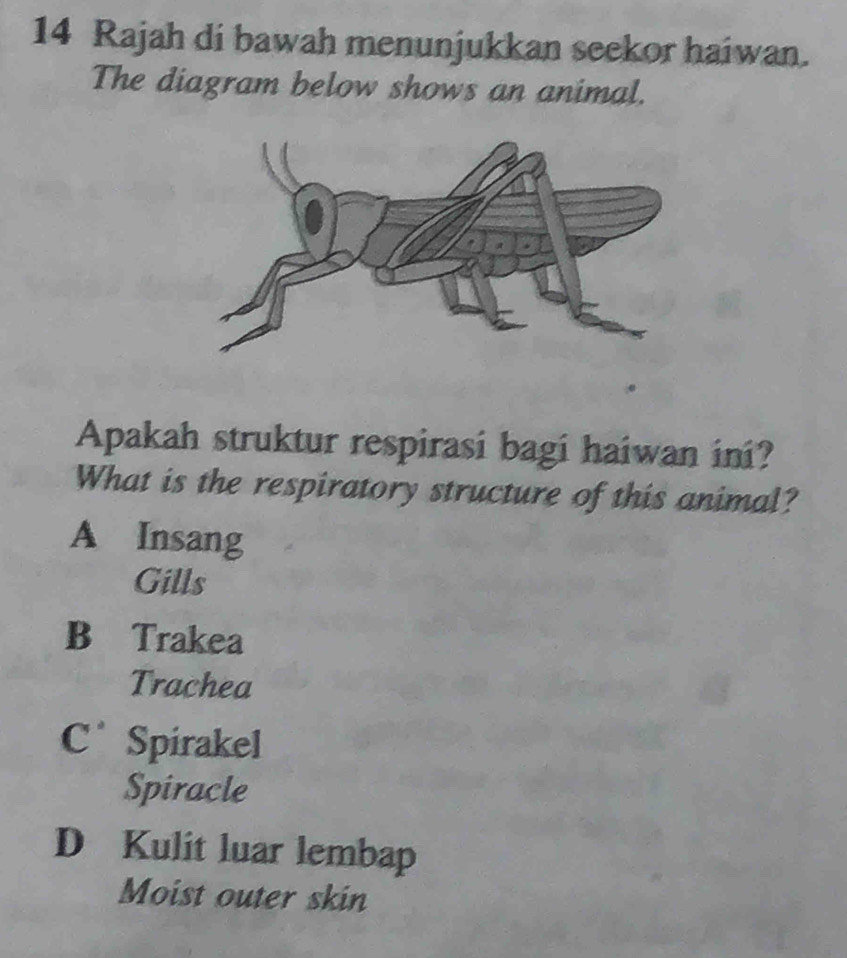 Rajah di bawah menunjukkan seekor haiwan.
The diagram below shows an animal.
Apakah struktur respirasi bagi haiwan ini?
What is the respiratory structure of this animal?
A Insang
Gills
B Trakea
Trachea
C° Spirakel
Spiracle
D Kulit luar lembap
Moist outer skin