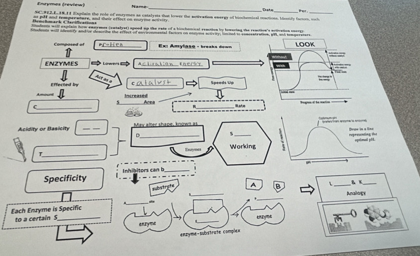 Enzymes (review) Name-_ Date Per. 
SC.912.L.18.11 Explain the role of enzymes as catalysts that lower the activation energy of biochemical reactions. Identify factors, such 
as pH and temperature, and their effect on enzyme activity. 
Benchmark Clarifications 
Students will explain how enzymes (catalyst) speed up the rate of a biochemical reaction by lowering the reaction's activation energy 
Students will identify and/or describe the effect of environmental factors on enzyme activity; limited to concentr 
Composed of _Ex: Amylase - breaks down 
71 
ENZYMES Lowers _Enersy 
Act as a C 
Effected by _Speeds Up 
Amount Increased 
Area 
_ 
C _ 
R Rate 
Acidity or Basicity _May alter shape, known as 
5 
D_ _ 
T_ Enzymes Working 
Inhibitors can b_ 
Specificity 
A 
_ 
substrate B L _& K_ 
_ 
Analogy 
_site 
Each Enzyme is Specific 
to a certain S_ _enzyme 
enzyme 
enzyme-substrate complex