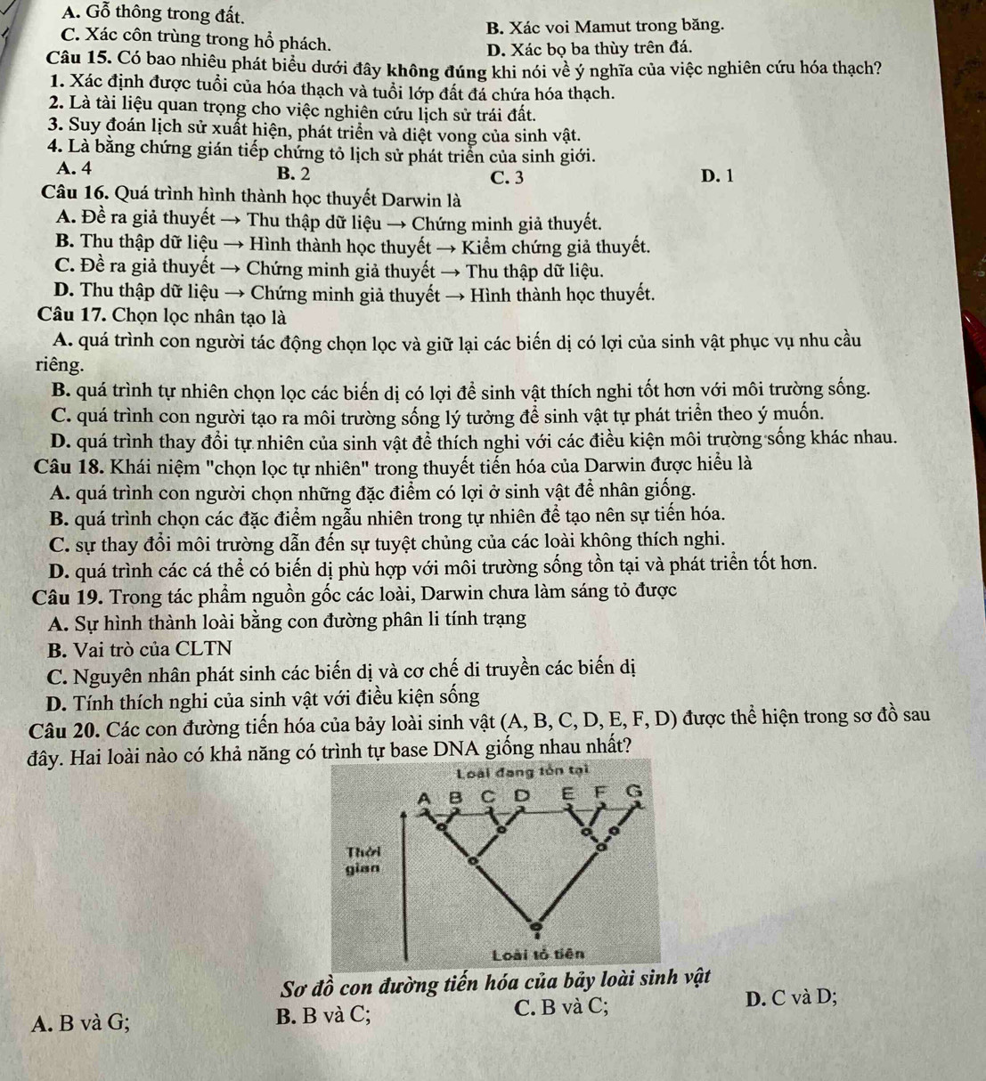A. Gỗ thông trong đất.
B. Xác voi Mamut trong băng.
C. Xác côn trùng trong hổ phách.
D. Xác bọ ba thùy trên đá.
Câu 15. Có bao nhiêu phát biểu dưới đây không đúng khi nói về ý nghĩa của việc nghiên cứu hóa thạch?
1. Xác định được tuổi của hóa thạch và tuổi lớp đất đá chứa hóa thạch.
2. Là tài liệu quan trọng cho việc nghiên cứu lịch sử trái đất.
3. Suy đoán lịch sử xuất hiện, phát triển và diệt vong của sinh vật.
4. Là bằng chứng gián tiếp chứng tỏ lịch sử phát triển của sinh giới.
A. 4 B. 2 C. 3 D. 1
Câu 16. Quá trình hình thành học thuyết Darwin là
A. Đề ra giả thuyết → Thu thập dữ liệu → Chứng minh giả thuyết.
B. Thu thập dữ liệu → Hình thành học thuyết → Kiểm chứng giả thuyết.
C. Đề ra giả thuyết → Chứng minh giả thuyết → Thu thập dữ liệu.
D. Thu thập dữ liệu → Chứng minh giả thuyết → Hình thành học thuyết.
Câu 17. Chọn lọc nhân tạo là
A. quá trình con người tác động chọn lọc và giữ lại các biến dị có lợi của sinh vật phục vụ nhu cầu
riêng.
B. quá trình tự nhiên chọn lọc các biến dị có lợi để sinh vật thích nghi tốt hơn với môi trường sống.
C. quá trình con người tạo ra môi trường sống lý tưởng để sinh vật tự phát triển theo ý muốn.
D. quá trình thay đổi tự nhiên của sinh vật để thích nghi với các điều kiện môi trường sống khác nhau.
Câu 18. Khái niệm "chọn lọc tự nhiên" trong thuyết tiến hóa của Darwin được hiểu là
A. quá trình con người chọn những đặc điểm có lợi ở sinh vật để nhân giống.
B. quá trình chọn các đặc điểm ngẫu nhiên trong tự nhiên để tạo nên sự tiến hóa.
C. sự thay đổi môi trường dẫn đến sự tuyệt chủng của các loài không thích nghi.
D. quá trình các cá thể có biến dị phù hợp với môi trường sống tồn tại và phát triển tốt hơn.
Câu 19. Trong tác phẩm nguồn gốc các loài, Darwin chưa làm sáng tỏ được
A. Sự hình thành loài bằng con đường phân li tính trạng
B. Vai trò của CLTN
C. Nguyên nhân phát sinh các biến dị và cơ chế di truyền các biến dị
D. Tính thích nghi của sinh vật với điều kiện sống
Câu 20. Các con đường tiến hóa của bảy loài sinh vật (A, B, C, D, E, F, D) được thể hiện trong sơ đồ sau
đây. Hai loài nào có khả năng có trình tự base DNA giống nhau nhất?
Sơ dhat o con đường tiến hóa của bảy loài sinh vật
A. B và G; B. B và C; C. B và C;
D. C và D;