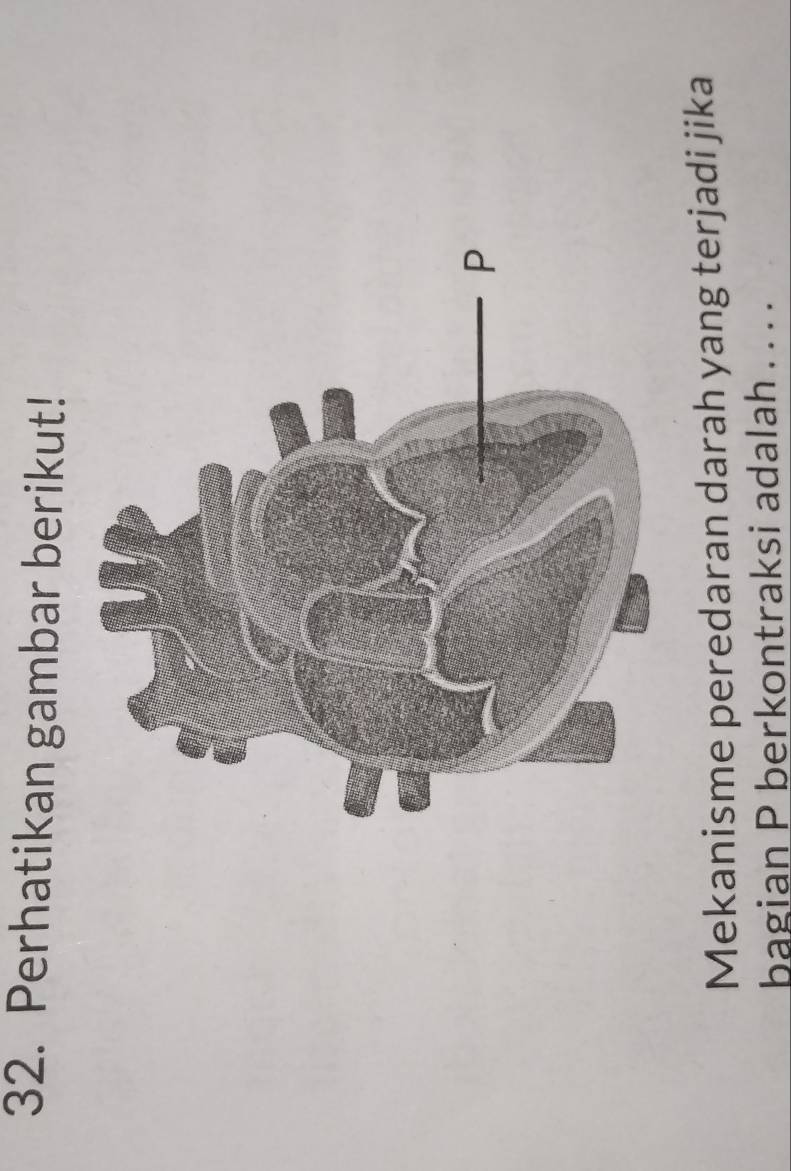 Perhatikan gambar berikut! 
Mekanisme peredaran darah yang terjadi jika 
bagian P berkontraksi adalah . . ..