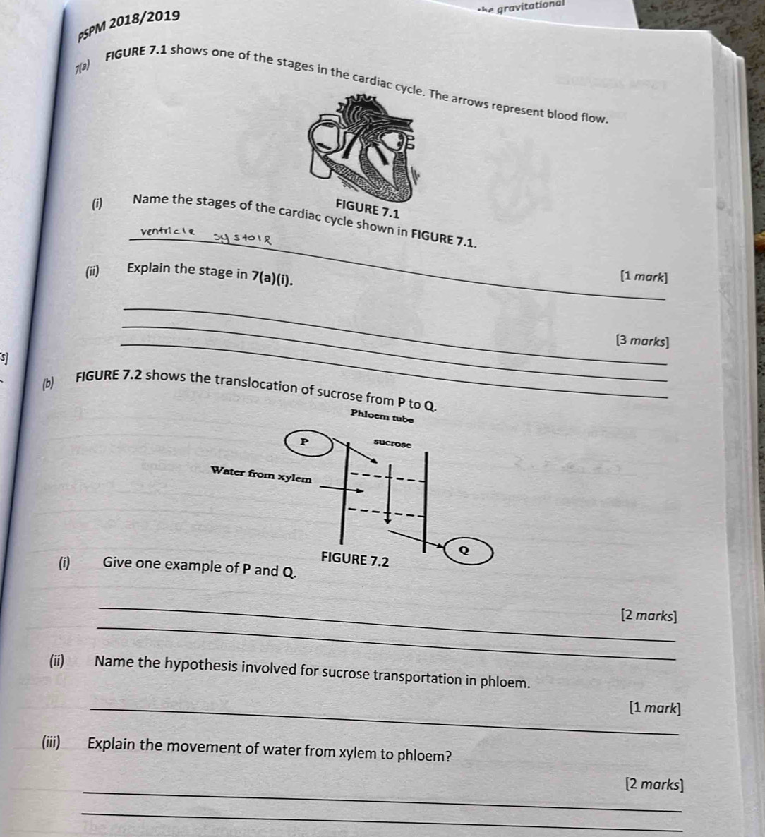 te gravitational 
PSPM 2018/2019 
7(a) FIGURE 7.1 shows one of the stages in the cardiac cThe arrows represent blood flow 
RE 7.1
_ 
(i) Name the stages of the cardiac cycle shown in FIGURE 7.1. 
(ii) Explain the stage in 7(a)(i). 
[1 mark] 
_[3 marks] 
s 
_ 
_ 
(b) FIGURE 7.2 shows the translocation of sucrose from P to Q
Phloem tube 
(i) Give one ex 
_ 
_ 
[2 marks] 
(ii) Name the hypothesis involved for sucrose transportation in phloem. 
_[1 mark] 
(iii) Explain the movement of water from xylem to phloem? 
_ 
[2 marks] 
_