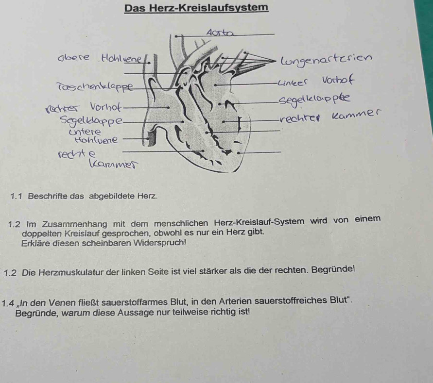 Das Herz-Kreislaufsystem 
1.1 Beschrifte das abgebildete Herz. 
1.2 Im Zusammenhang mit dem menschlichen Herz-Kreislauf-System wird von einem 
doppelten Kreislauf gesprochen, obwohl es nur ein Herz gibt. 
Erkläre diesen scheinbaren Widerspruch! 
1.2 Die Herzmuskulatur der linken Seite ist viel stärker als die der rechten. Begründe! 
1.4 „In den Venen fließt sauerstoffarmes Blut, in den Arterien sauerstoffreiches Blut''. 
Begründe, warum diese Aussage nur teilweise richtig ist!