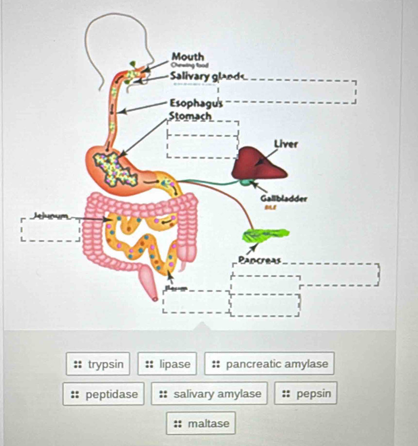 trypsin lipase pancreatic amylase
peptidase salivary amylase pepsin
maltase