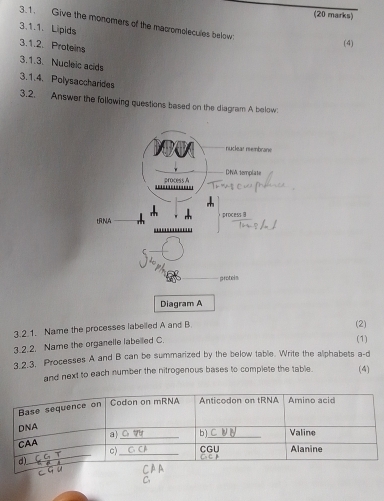 Give the monomers of the macromplecules below 
3.1.1. Lipids 
3.1.2. Proteins 
(4) 
3.1.3. Nucleic acids 
3.1.4. Polysaccharides 
3.2. Answer the following questions based on the diagram A below: 
nuclear rembrane 
process A DNA.template 
.. 
process 9 
tRNA 
protels 
Diagram A 
3.2.1. Name the processes labelled A and B (2) 
3.2.2. Name the organelle labelled C. 
(1) 
3.2.3. Processes A and B can be summarized by the below table. Write the alphabets a-d 
and next to each number the nitrogenous bases to complete the table. (4)