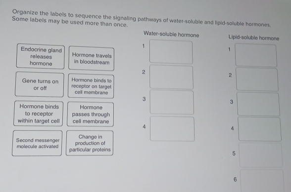 Organize the labels to sequence the signaling pathways of water-soluble and lipid-soluble hormones. 
Some labels may be used more than once. 
Water-soluble hormone Lipid-soluble hormone 
1 
1 
Endocrine gland Hormone travels 
releases 
hormone in bloodstream 
2 
2 
Gene turns on Hormone binds to 
or off receptor on target 
cell membrane 
3 
3 
Hormone binds Hormone 
to receptor passes through 
within target cell cell membrane 4
4 
Second messenger production of Change in 
molecule activated particular proteins 
5 
6