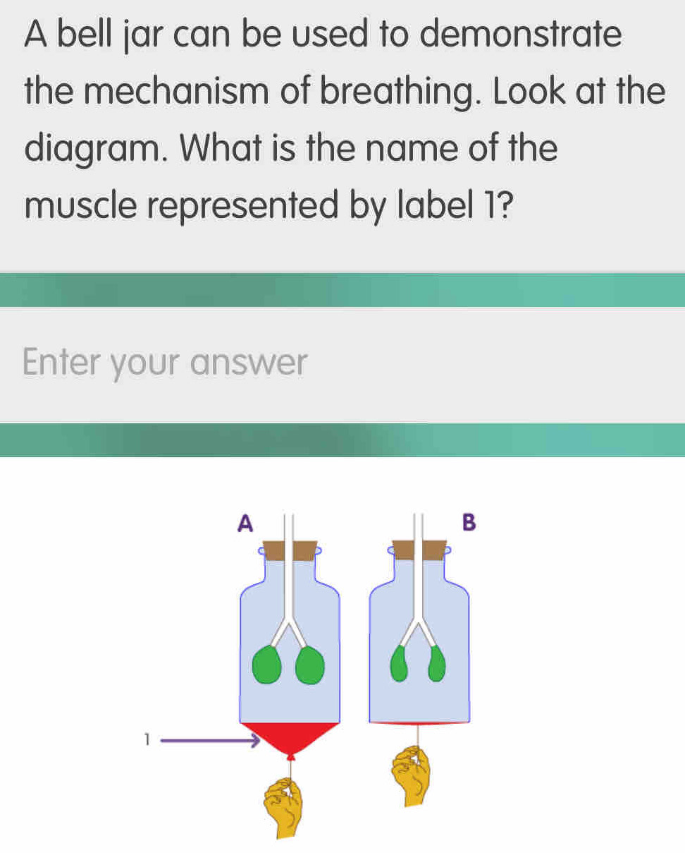 Solved: A bell jar can be used to demonstrate the mechanism of ...