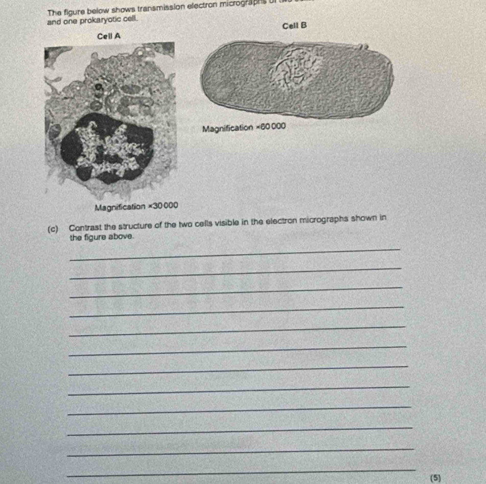 The figure below shows transmission electron micrographs of
and one prokaryotic cell.
Cell B
(c) Contrast the structure of the two cells visible in the electron micrographs shown in
the figure above.
_
_
_
_
_
_
_
_
_
_
_
_
(5)