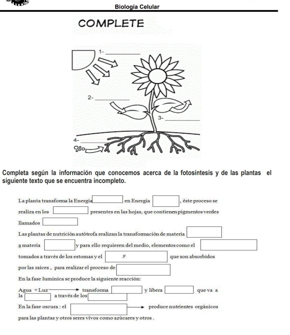 Biología Celular
COMPLETE
Completa según la información que conocemos acerca de la fotosíntesis y de las plantas el
siguiente texto que se encuentra incompleto.
La planta transforma la Energía □ en Energia □ , éste proceso se
realiza en los □ presentes en las hojas, que contienen pigmentos verdes
llamados □
Las plantas de nutrición autótrofa realizan la transformación de materia □
a materia □ y para ello requieren del medio, elementos como el □
tomados a través de los estomas y el □ □ que son absorbidos
por las raíces , para realizar el proceso de □
En la fase lumínica se produce la siguiente reacción:
Agua +Luz transforma □ y libera □ que va a
la □ a través de los □ □ 
En la fase oscura : el □ produce nutrientes orgánicos
para las plantas y otros seres vivos como azúcares y otros .