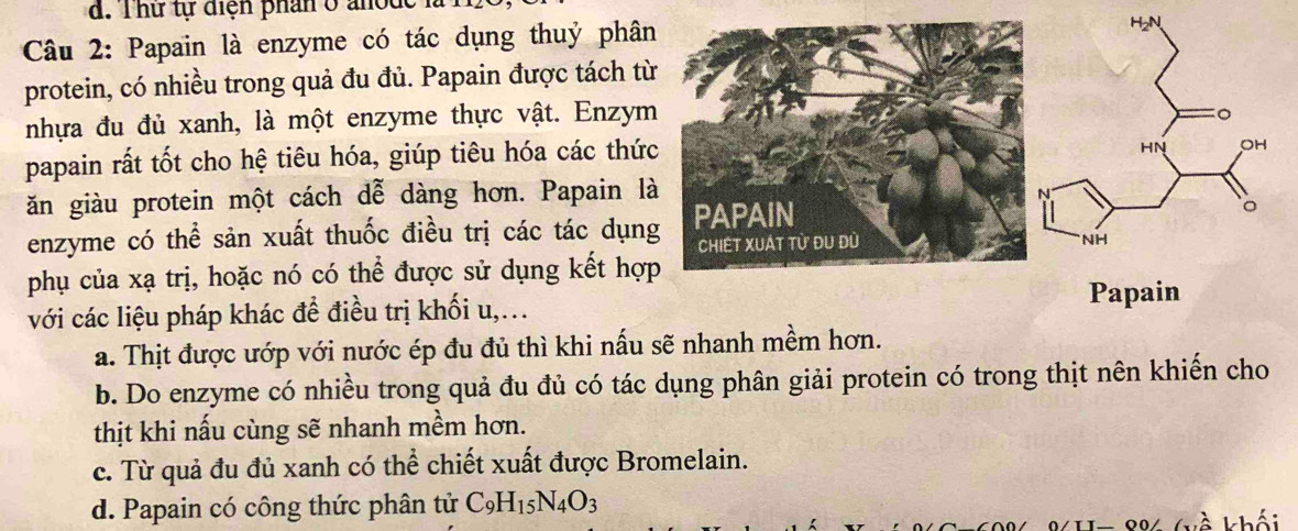 hư tự diện phan ở ano d e 
Câu 2: Papain là enzyme có tác dụng thuỷ phân
protein, có nhiều trong quả đu đủ. Papain được tách từ
nhựa đu đủ xanh, là một enzyme thực vật. Enzym
papain rất tốt cho hệ tiêu hóa, giúp tiêu hóa các thức
ăn giàu protein một cách dễ dàng hơn. Papain là
enzyme có thể sản xuất thuốc điều trị các tác dụng
phụ của xạ trị, hoặc nó có thể được sử dụng kết hợp
với các liệu pháp khác đề điều trị khối u,...
Papain
a. Thịt được ướp với nước ép đu đủ thì khi nấu sẽ nhanh mềm hơn.
b. Do enzyme có nhiều trong quả đu đủ có tác dụng phân giải protein có trong thịt nên khiến cho
thịt khi nấu cùng sẽ nhanh mềm hơn.
c. Từ quả đu đủ xanh có thể chiết xuất được Bromelain.
d. Papain có công thức phân tử C_9H_15N_4O_3
về khối