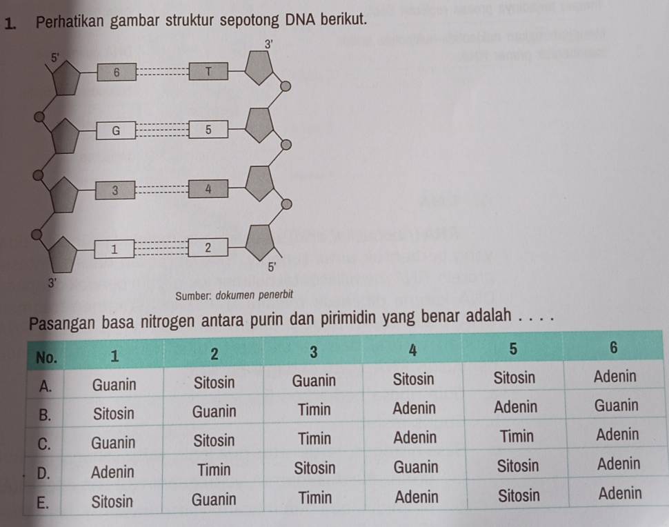 Perhatikan gambar struktur sepotong DNA berikut.
Pasangan basa nitrogen antara purin dan pirimidin yang benar adalah . . . .