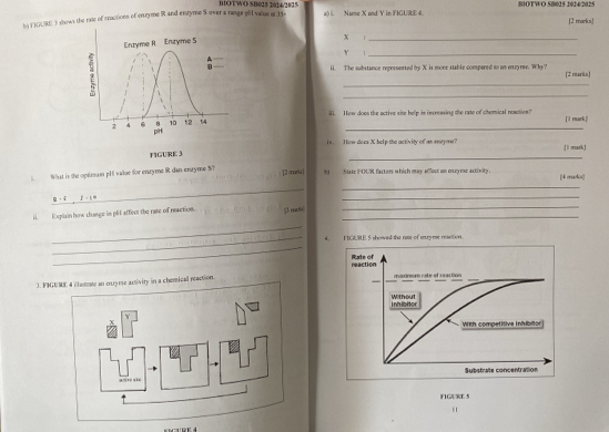 BIOTWO SB025 1014/2015 
h) F3GURE3 shows the raic of cractions of entryme R and exstyme S ower a range pll value a 13 a() i. Nume X and Y in FKIU/RE 4. BIOTWO 58025 2024/2025 [2 marks] 
x :_
Y l_ 
ii. The substance repremented by X is mone stable comspared to un eneyme. Why? 
[2 muris] 
_ 
_ 
#4. How does the octive sine help in increasing the rate of chemical reation? 
_[l rmark] 
is. How does X help the activity of as enayone? [ìmark J 
_ 
FIGURE 3 
i What is the optinan pH value for enatyme R dan enryme S? ]2 mara| 5) St1e FOUR factars which may affect an ouyee activity. [4 mads] 
_ 
_ 
_ 
_ 
i Expliain how change in pH affect the rate of reaction. 
_ 
_ 
_4. I 1CA RE 5 shoed the noe of enry me restion 
_ 
1. FIGURE 4 ilerte an crryre activity in a chemical reaction.