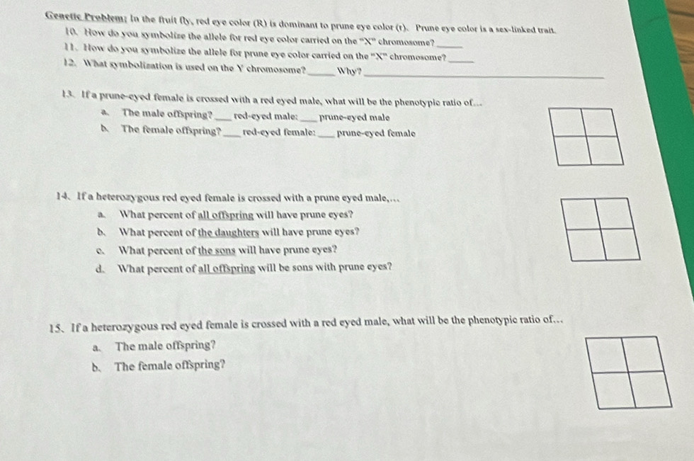 Genetic Problem; In the fruit fly, red eye color (R) is dominant to prune eye color (r). Prune eye color is a sex-linked trait.
10. How do you symbolize the allele for red eye color carried on the “ X ” chromosome?
l1. How do you symbolize the allele for prune eye color carried on the ' X" chromosome?_
12. What symbolization is used on the Y chromosome? _Why?_
13. If a prune-eyed female is crossed with a red eyed male, what will be the phenotypic ratio of...
a. The male offspring? _red-eyed male:_ prune-eyed male
b. The female offspring? _red-eyed female:_ prune-eyed female
14. If a heterozygous red eyed female is crossed with a prune eyed male,.
a. What percent of all offspring will have prune eyes?
b. What percent of the daughters will have prune eyes?
c. What percent of the sons will have prune eyes?
d. What percent of all offspring will be sons with prune eyes?
15. If a heterozygous red eyed female is crossed with a red eyed male, what will be the phenotypic ratio of..
a. The male offspring?
b. The female offspring?