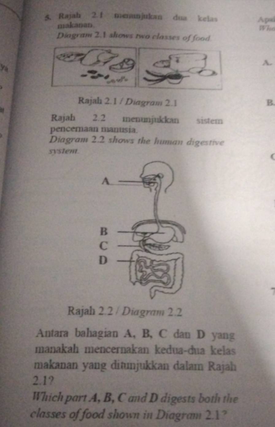 Rajah 2.1 menunjukan dua kelas
Apal
makanan. Who
Diagram 2.1 shows two classes of food.
ya
A.
Rajah 2.1 / Diagram 2.1 B.
58
Rajah 2.2 menunjukkan sistem
pencernaan manusia.
Diagram 2.2 shows the human digestive
system.
I
Rajah 2.2 / Diagram 2.2
Antara bahagian A, B, C dan D yang
manakah mencernakan kedua-dua kelas
makanan yang ditunjukkan dalam Rajah
2.1?
Which part A, B, C and D digests both the
classes of food shown in Diagram 2.1?