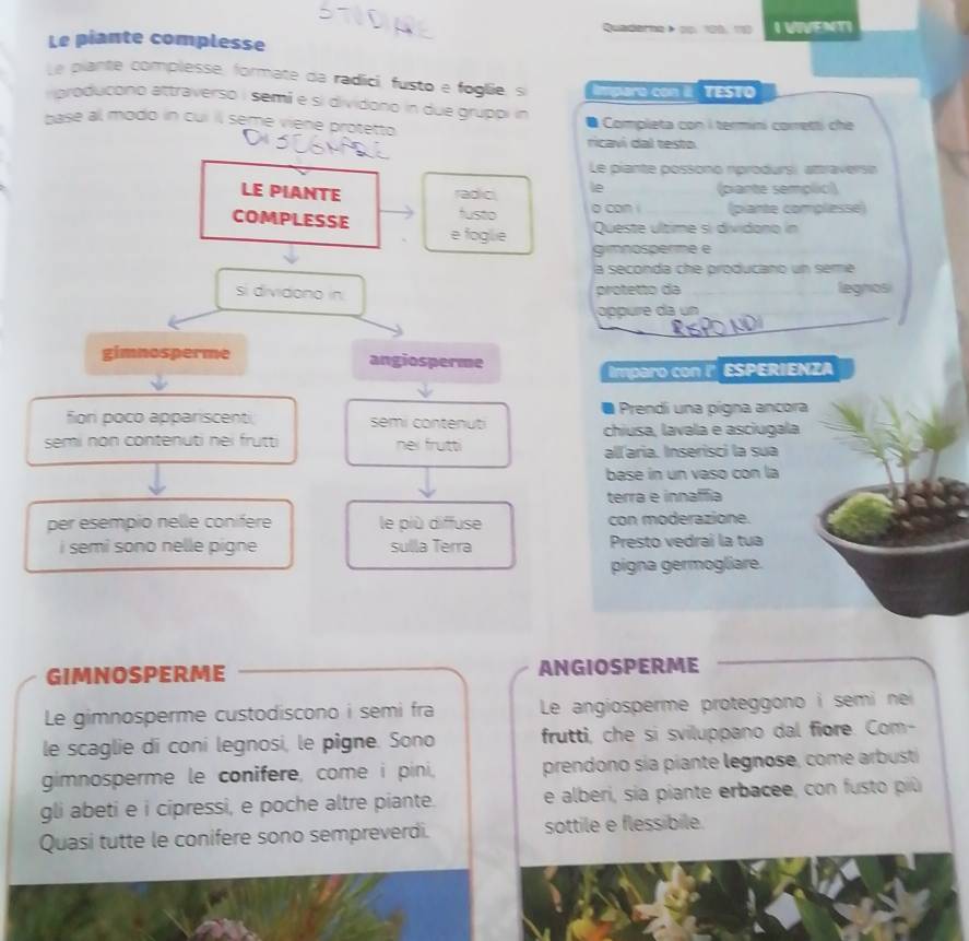 Rumdarne 》 pp. 100. 10
Le piante complesse I VVENTI
Le plante complesse, formate da radici, fusto e foglie, s Imparo con I TESTo
igroducono attraverso i semi e si dividono in due gruppi in
base al modo in cui il seme viene protetto * Completa con i termini corretti che
ricavi dal testo
Le piante possono rprodursi attraversn
LE PIANTE radic, le (piante semplic)
COMPLESSE fustio o can i (piante complesse)
e foglie Queste últime si dividono in
gimnosperme e
la seconda che producano un seme
si dividono in
protetto da legnos
óppure da un
gimnosperme angiosperme
Imparo con (" ESPERIENZA
Prendi una pígna ancora
fion poco appariscenti semi contenut
semi non contenuti nei frutti nei frutti chiusa, lavala e asciugala
allľaria. Inserisci la sua
base in un vaso con la
terra e innaffia
per esempio nelle conifere le più diffuse con moderazione.
i semi sono nelle pigne sulla Terra Presto vedrai la tua
pigna germogliare.
GIMNOSPERME ANGIOSPERME
Le gimnosperme custodiscono i semi fra Le angiosperme proteggono i semi nei 
le scaglie di coní legnosi, le pigne. Sono frutti, che si sviluppano dal fiore. Com-
gimnosperme le conifere, come i pini, prendono sía piante legnose, come arbusti
gli abeti e i cipressi, e poche altre piante. e alberi, sia piante erbacee, con fusto più
Quasi tutte le conifere sono sempreverdi. sottile e flessibile.