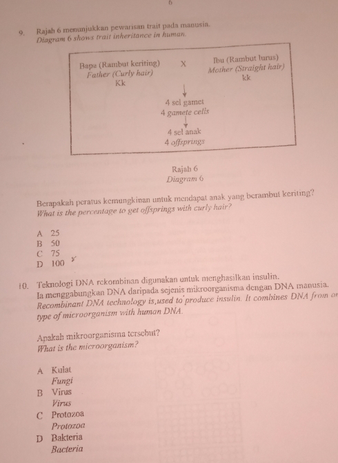 Rajah 6 menunjukkan pewarisan trait pada manusia.
Diagram 6 shows trait inheritance in human.
Bapa (Rambut keriting) X Ibu (Rambut lurus)
Father (Curly hair) Mother (Straight hair)
kk
Kk
4 sel gamet
4 gamete cells
4 sel anak
4 offsprings
Rajah 6
Diagram 6
Berapakah peratus kemungkinan untuk mendapat anak yang berambut keriting?
What is the percentage to get offsprings with curly hair?
A 25
B 50
C 75
D 100 y
10. Teknologi DNA rckombinan digunakan untuk menghasilkan insulin.
Ia menggabungkan DNA daripada sejenis mikroorganisma dengan DNA manusia.
Recombinant DNA technology is used to produce insulin. It combines DNA from o
type of microorganism with human DNA.
Apakah mikroorganisma tersebut?
What is the microorganism?
A Kulat
Fungi
B Virus
Virus
C Protozoa
Protozoa
D Bakteria
Bacteria