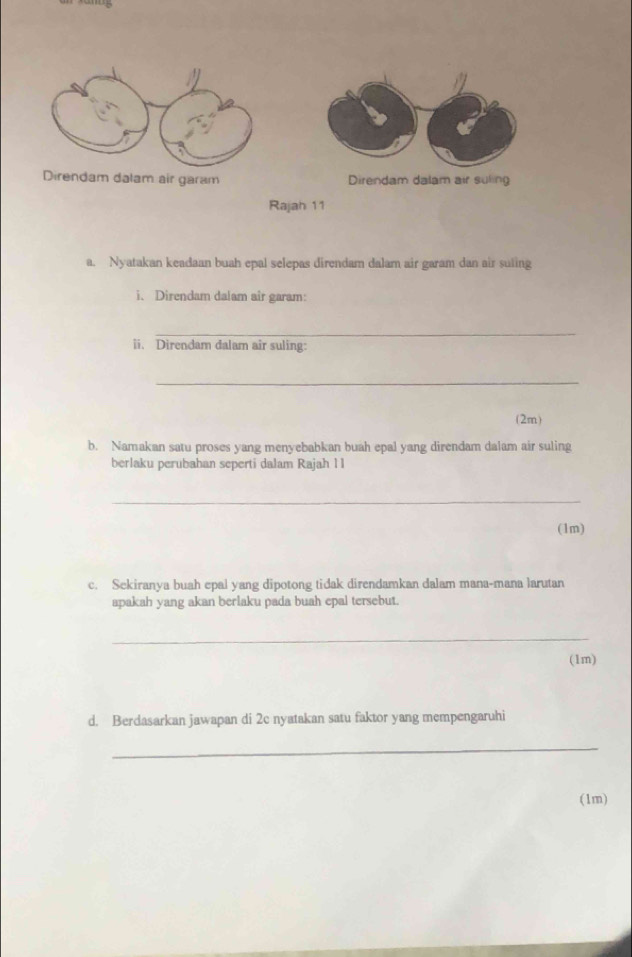 dalam air garam Direndam dalam air suling 
Rajah 11 
a. Nyatakan keadaan buah epal selepas direndam dalam air garam dan air suling 
i、 Direndam dalam air garam: 
_ 
ii. Direndam dalam air suling: 
_ 
(2m) 
b. Namakan satu proses yang menyebabkan buah epal yang direndam dalam air suling 
berlaku perubahan seperti dalam Rajah 11 
_ 
(1m) 
c. Sekiranya buah epal yang dipotong tidak direndamkan dalam mana-mana larutan 
apakah yang akan berlaku pada buah epal tersebut. 
_ 
(1m) 
d. Berdasarkan jawapan di 2c nyatakan satu faktor yang mempengaruhi 
_ 
(1m)