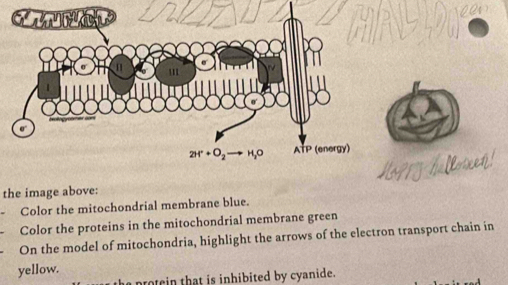 the image above:
Color the mitochondrial membrane blue.
Color the proteins in the mitochondrial membrane green
On the model of mitochondria, highlight the arrows of the electron transport chain in
yellow.
a prote in that is inhibited by cyanide.