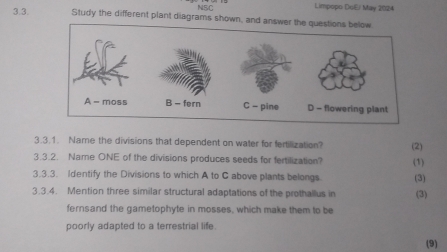 NSC Limpopo DoEi May 2024 
3.3. Study the different plant diagrams shown, and answer the qu 
3.3.1. Name the divisions that dependent on water for fertilization? (2) 
3.3.2. Name ONE of the divisions produces seeds for fertilization? (1) 
3.3.3. Identify the Divisions to which A to C above plants belongs (3) 
3.3.4. Mention three similar structural adaptations of the prothallus in (3) 
fernsand the gametophyte in mosses, which make them to be 
poorly adapted to a terrestrial life 
(9)