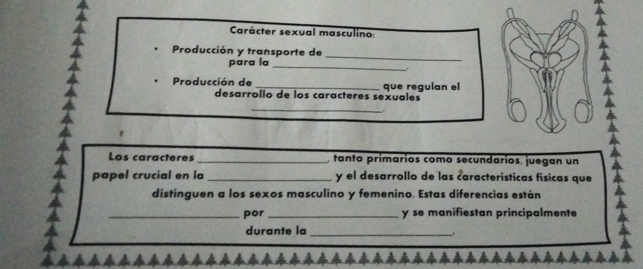 Carácter sexual masculino: 
_ 
Producción y transporte de 
para la_ 
Producción de 
_que regulan el 
desarrollo de los caracteres sexuales 
_ 
Los caracteres _, tanto primaríos como secundarios, juegan un 
papel crucial en la _y el desarrollo de las características físicas que 
distinguen a los sexos masculino y femenino. Estas diferencias están 
_por _y se manifiestan principalmente 
durante la_