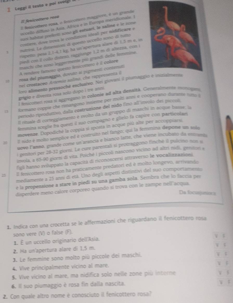 ] Leggi il testo e poi svoig! 
Il fenicottero rosa
Il fenicottero rosa, o fenicottero maggiore, é un grande
uccello difluso in Asia, África e in Buropa meridionale. 1
sucí habitat prefeció sono gli estuari, le saline e le zone
costiere, dove trova le condizioni ideali per nidificare e
tutrirsi. Le dimensioni di questo uccello sono di tutto
rispetta: pesa 2,1−4,1 kg, ha un'apertura alare di 1,5 m e, in
piedi con il collo disteso, raggiunge 1,2 m di alterza, con í
maschi che sono leggermente più grandi delle femmine.
A rendere fumoso questo fenicottero è il colore
rosa del péamaggío, dovuto al pigmenti contenuti
nel crostaceo Artrmía salina, che rappresenta il
loro alimento pressoché esclusivo. Nei giovani il piumagg
grigio e diventa rosa solo dopo i tre anni.
I fenicoteri rosa si aggregano in colonie ad alta densità. Generalmente monogami.
13  farmano coppie che rimangono insieme per molti anni e cooperano durante tuto 
período riproduttivo, dalla costruzione del nido fino all ínvolo des picculí.
Il rituale di corteggiamento é svolto da un gruppo di maschi in acque basse, la
femmina sceglie fra questi il suo compagno e glielo fa capire con particolari
movenze. Dopodiché la coppía si sposta in acque più alte per accoppiarsi.
2 Il nido é molto semplice ed é costruito nel fango; qui la femmina depone un solo
μovo lanno, grande come un'arancia e bianco latte, che viene incubato da entramba
i genitori per 28-32 giorni. Le cure parentali si protraggono finché il pulcino non 
invola, a 65-90 giorai di vita. Poiché i piccoli nascono vicino ad altri nidi, geniton e
figli hanno sviluppato la capacità di riconoscersi attraverso le vocalizzazionl
25 Il fenicottero rosa non ha praticamente predatori ed è molto longevo, arrivando
medumente a 25 anni di etá. Uno degli aspetti distintivi del suo comportamento
é la propensione a stare in piedi su una gamba sola. Sembra che lo faccia per
disperdere meno calore corporeo quando si trova con le zampe nell'acqua.
Da focusjunions
1. Indica con una crocetta se le affermazioni che riguardano il fenicottero rosa
sono vere (V) o false (F).
V $
1. É un uccello originario dell'Asía.
2. Ha un'apertura alare di 1,5 m.
3. Le femmine sono molto più piccole dei maschi. V t
4. Vive principalmente vicino al mare.
 F
5. Vive vicino al mare, ma nidifica solo nelle zone più interne  
6. Il suo piumaggio è rosa fin dalla nascita. W F
2. Con quale altro nome è conosciuto il fenicottero rosa?