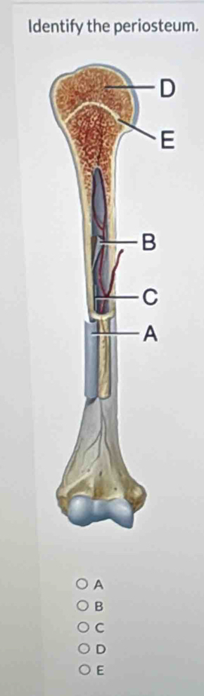 Identify the periosteum.
A
B
C
D
E