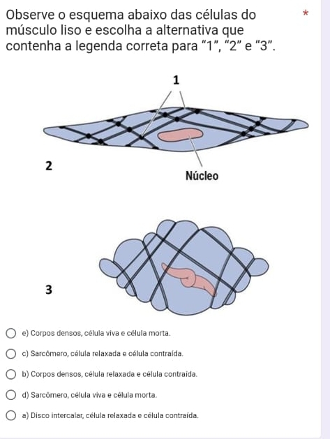 Observe o esquema abaixo das células do
músculo liso e escolha a alternativa que
contenha a legenda correta para “ 1 ”, “ 2 ” e “ 3 ”.
3
e) Corpos densos, célula viva e célula morta.
c) Sarcômero, célula relaxada e célula contraída.
b) Corpos densos, célula relaxada e célula contraida.
d) Sarcômero, célula viva e célula morta.
a) Disco intercalar, célula relaxada e célula contraída.