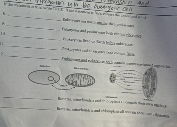 If the statement is true, write TRUE. If the statement is false, correct the underlined word. 
8. _Eukaryotes are much smaller than prokaryotes. 
9. _Eukaryotes and prokaryotes both contain ribosomes. 
_ 
10. _Prokaryotes lived on Earth before eukaryotes. 
1 1. 
Prokaryotes and eukaryotes both contain DNA. 
2. _Prokaryotes and eukaryotes both contain membraneelles. 
_ 
_ 
Bacteria, mitochondria and contain their own nucieus. 
Bacteria, mitochondria and chloroplasts all contain their own ribosomes.