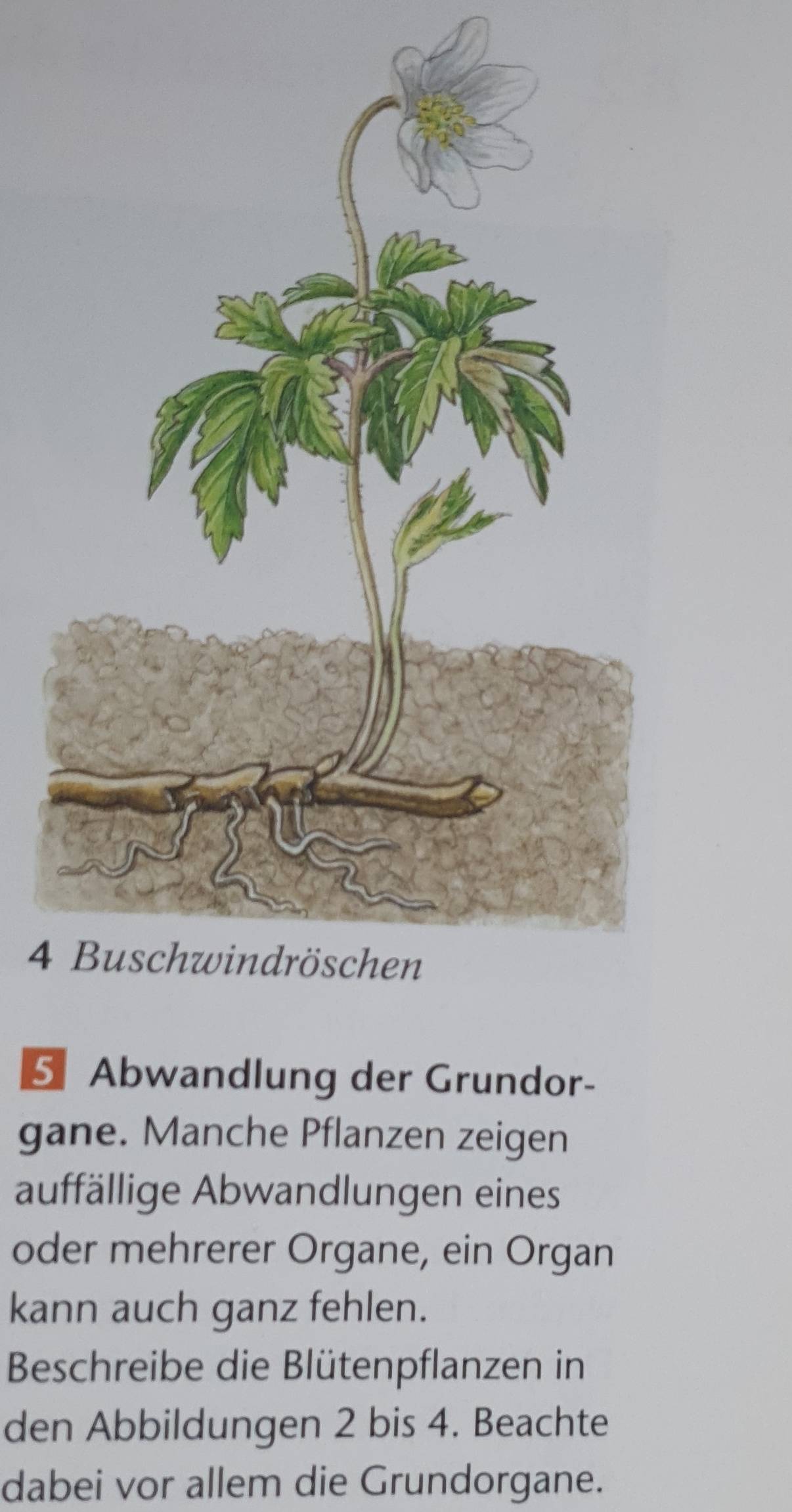 4 
5 Abwandlung der Grundor- 
gane. Manche Pflanzen zeigen 
auffällige Abwandlungen eines 
oder mehrerer Organe, ein Organ 
kann auch ganz fehlen. 
Beschreibe die Blütenpflanzen in 
den Abbildungen 2 bis 4. Beachte 
dabei vor allem die Grundorgane.