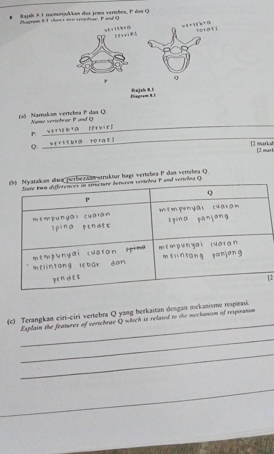 Rajah 8 I menunjukkan dua jenis vertebra, P dan Q. 
Diagram 8A shows two vertebrae. P and Q
vertebra werte br a 
serviks torabs
P
Q
Ra ah 8.1 
Diagram 8.1 
(a) Namakan vertebra P dan Q. 
Name vertebrae P and Q
_
P : 
_ 
to r a à ʃ
Q : 
[2 markah 
[2 mark 
ua perbezaan struktur bagi vertebra P dan vertebra Q.
P and vertebra Q
[2 
_ 
(c) Terangkan ciri-ciri vertebra Q yang berkaitan dengan mekanisme respirasi. 
Explain the features of vertebrae Q which is related to the mechanism of respiration 
_ 
_