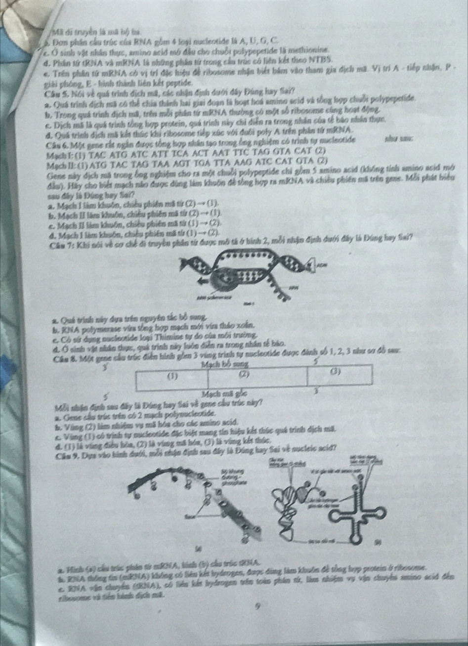 Ml đi truyền là mã bộ ba
ậ Đơn phần cầu trúc của BNA gồm 4 loại nucleotide là A, U, G, C.
c. Ở sinh vật nhân thực, amino acid mở đầu cho chuỗi polypepetide là methionine.
d. Phân từ tRNA và mBNA là những phân từ trong cầu trúc có liên kết theo NTBS,
*. Trên phần tứ mRNA có vị trí đặc hiệu đề ribosome nhận biết bám vào tham gia dịch mã. Vị trí A - tiếp nhận, P -
giải phòng, E - hình thành liên kết peptide.
Câu S. Nói về quá trình dịch mã, các nhận định dưới đây Đùng hay Sai?
2. Quá trình dịch mã có thể chía thành hai giai đoạn là hoạt hoá amino scid và tổng hợp chuối polypepetide
b. Trong quá trình dịch mã, trên mỗi phân từ mBNA thường có một số ribosome cùng hoạt động.
c. Dịch mã là quá trình tổng hợp protein, quá trình này chỉ diễn ra trong nhân của tế báo nhân thực.
đ. Quá trình dịch mã kết thúc khi ribosome tiếp xúc với đuôi poly A trên phần tử mRNA.
Câu 6. Một gene rắt ngân được tổng hợp nhân tạo trong ông nghiệm có trình tự nuclaotide như sau:
MachI: (1) TAC ATG ATC ATT TCA ACT AAT TTC TAG GTA CAT (2)
Mạch I (1) ATG TAC TAG TAA AGT TGA TTA AAG ATC CAT OTA (2)
Gene này địch mã trong ông nghiệm cho ra một chuỗi polypeptide chỉ gồm 5 amino acid (không tỉnh amino acid mở
đầu). Hãy cho biết mạch nào được dùng làm khuôn đề tòng hợp ra mKNA và chiêu phiên mã trên gene. Mỗi phát biểu
sau đây là Đúng hay fiai?
a. Mạch 1 làm khuôn, chiêu phiên mã từ (2) → (1).
b. Mạch II làm khuôn, chiêu phiên mã từ (2) → (1).
e. Mạch II làm khuôn, chiêu phiên mã từ (1) → (2).
d. Mạch 1 làm khuôn, chiều phiên mã từ (1) → (2).
Cầu 7: Khi nói về cơ chế đin từ được mô tả ở hình 2, mỗi nhận định dưới đây là Đùng hay Sai?
2. Qué trình này dựa trên nguyên tắc bổ sung,
b. RNA polymerase vừa tổng hợp mạch mới via tháo xoán.
e. Có sứ dụng nuclectide loại Thimine tự do của môi trường
d. Ở sinh vật nhân thực, quê trình này luôn diễn ra trong nhân tế bảo.
Cầu 8. Một gene cầu trúc điễn hình gồm 3 vùng trình tự nuclectide được đánh cố 1, 2, 3 như cơ đồ san:
3
Mạch bồ song
(1) (2) (3)
Mạch mã gốc 3
Mỗi nhận định sau đây là Đóng hay Sai về gene cầu trúc này?
a. Gene câu trúc trên có 2 mạch polynuclectide.
b. Vùng (2) làm nhiệm vụ mã hóa cho các amino acid.
c. Vùng (1) có trình sự nucleotide đặc biệt mang tín hiệu kết thúc qué trình dịch mã,
d. (1) là vùng điều hòa, (2) là vùng mã hóa, (3) là vùng kết thúc,
Cầu 9. Dựlà Đóng hay Sai về nucleic acid?
a. Hình (s) cầu trúc phản t mRNA, kính (b) cầu trúc tRNA.
h. RNA thông tin (mKNA) không có liên kết hydeogen, được đùng làm khuẩn đề tổng hợp protein ở ribosome.
c. RNA vận chuyển (IRNA), có liên kết hydrogen trên toàn phần sử, lêm nhiệm vụ vận chuyên amino scid đến
*bospec và tiêu hành dịch mã.
9