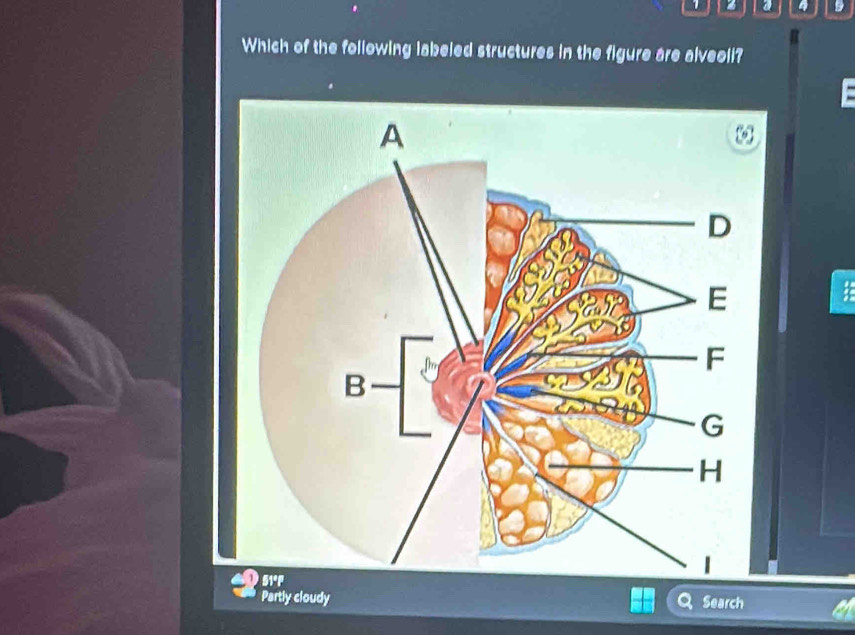 a 4 
Which of the following labeled structures in the figure are alveoli? 
Partly cloudy Search