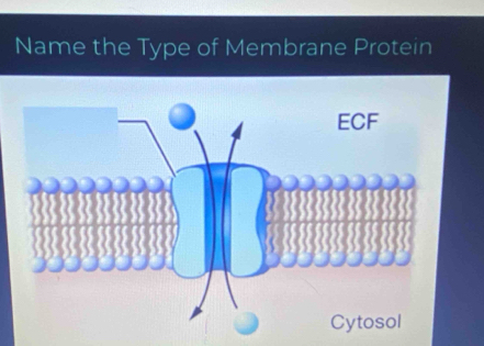 Name the Type of Membrane Protein