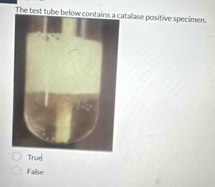 The test tube below contains a catalase positive specimen.
True
False