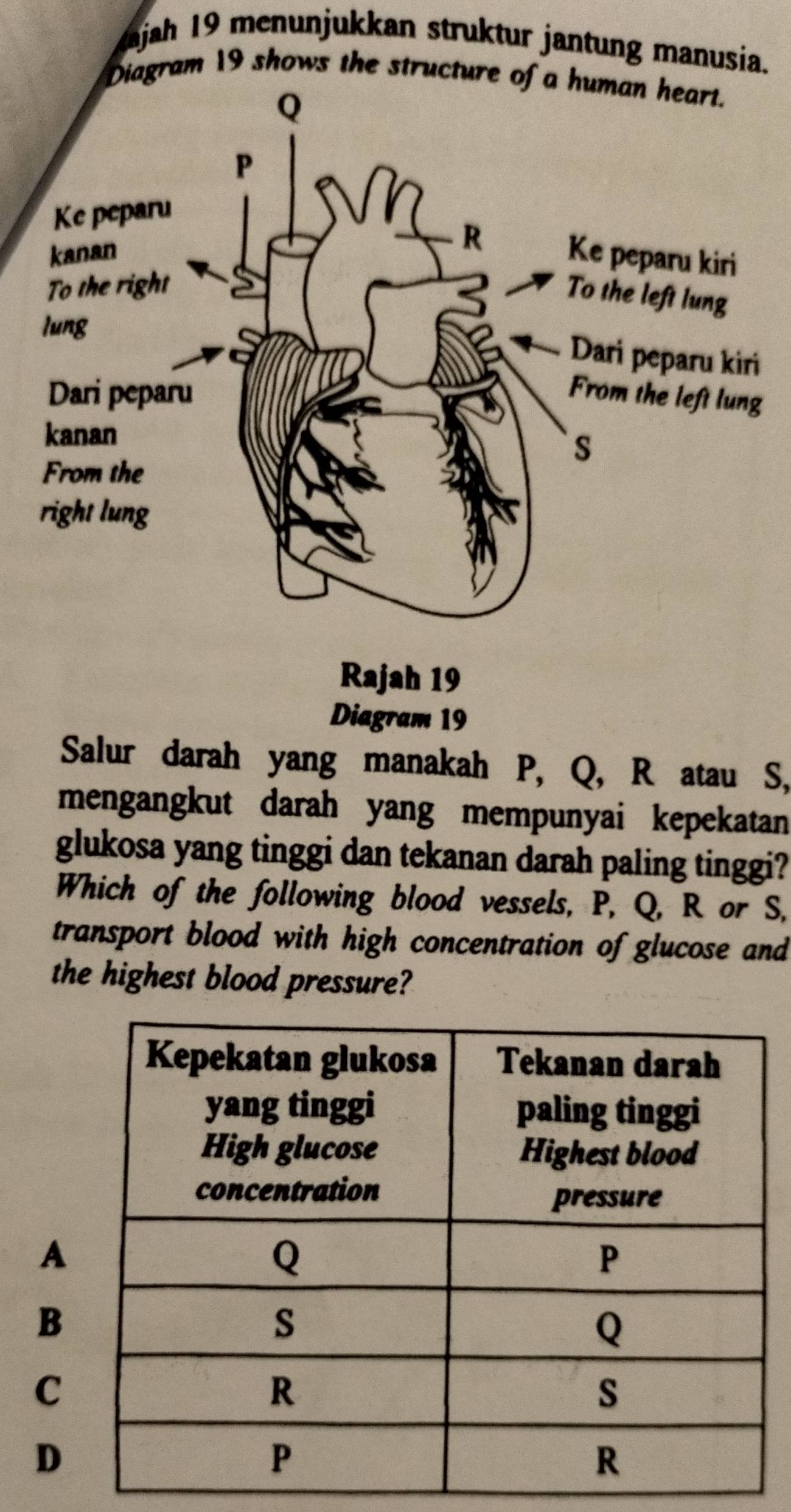 ajah 19 menunjukkan struktur jantung manusia.
Diagram 19 shows the structure of a human heart.
i
Rajah 19
Diagram 19
Salur darah yang manakah P, Q, R atau S,
mengangkut darah yang mempunyai kepekatan
glukosa yang tinggi dan tekanan darah paling tinggi?
Which of the following blood vessels, P, Q, R or S,
transport blood with high concentration of glucose and
the highest blood pressure?
A
B
C
D