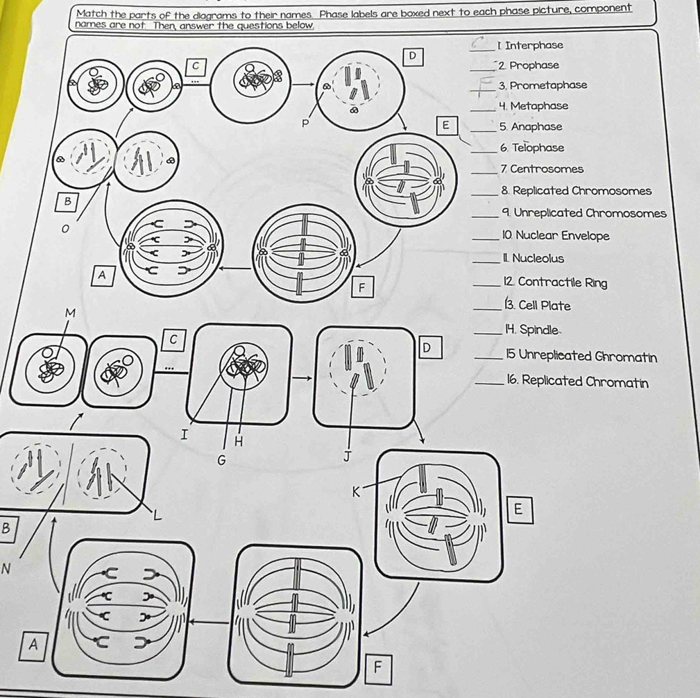 Match the parts of the diagrams to their names. Phase labels are boxed next to each phase picture, component 
names are not Then, answer the questions below, 
_I Interphase 
_2 Prophase 
_3. Prometaphase 
_4. Metaphase 
_5. Anaphase 
_6. Telophase 
_7 Centrosomes 
_8. Replicated Chromosomes 
_9. Unreplicated Chromosomes 
_10 Nuclear Envelope 
_II. Nucleolus 
_12. Contractile Ring 
romatin 
omatin 
B 
N