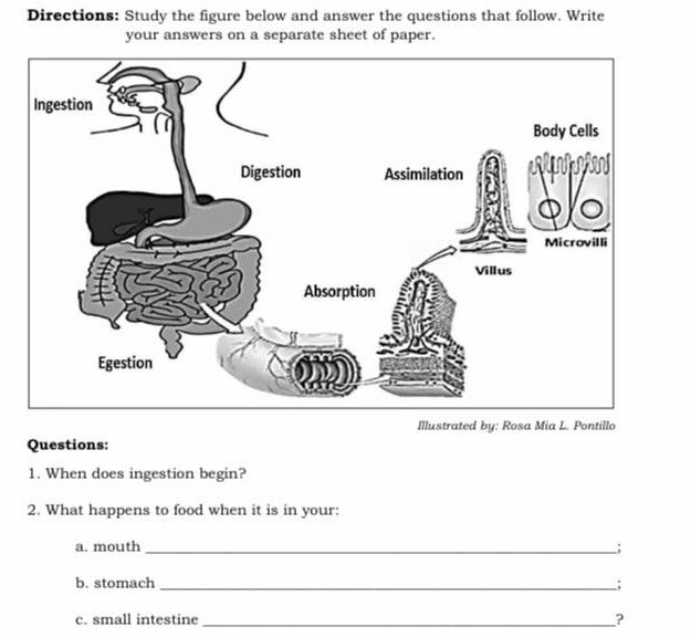 Directions: Study the figure below and answer the questions that follow. Write 
your answers on a separate sheet of paper. 
Illustrated by: Rosa Mia L. Pontillo 
Questions: 
1. When does ingestion begin? 
2. What happens to food when it is in your: 
a. mouth_ ; 
b. stomach __; 
c. small intestine_ ?