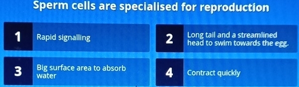 Sperm cells are specialised for reproduction 
Long tail and a streamlined 
1 Rapid signalling 2 head to swim towards the egg. 
Big surface area to absorb 4 Contract quickly 
3 water
