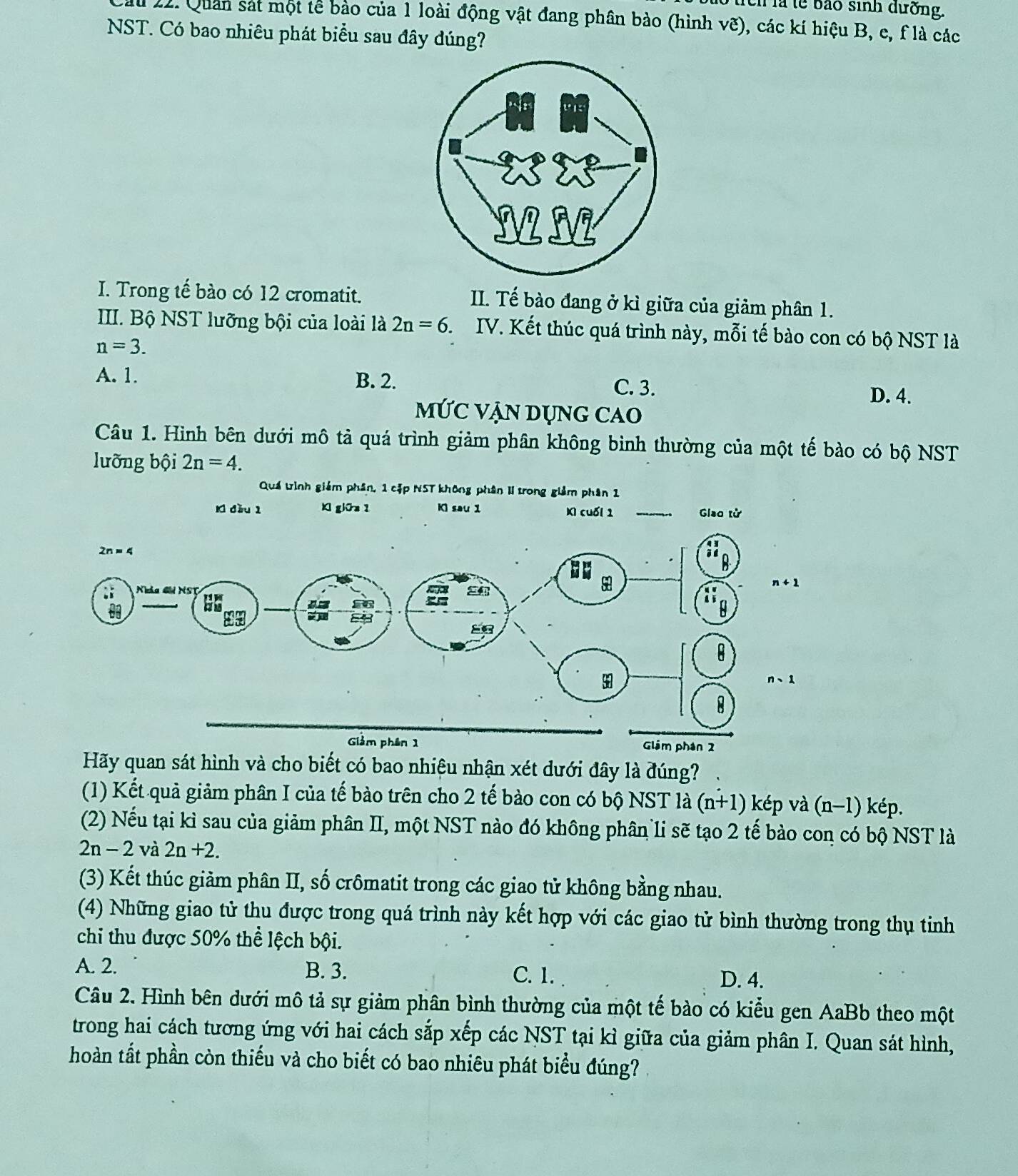 Têh là lễ bào sinh dường.
Cầu 22. Quan sát một tế bào của 1 loài động vật đang phân bào (hình vẽ), các kí hiệu B, e, f là các
NST. Có bao nhiêu phát biểu sau đây dúng?
I. Trong tế bào có 12 cromatit. II. Tế bào đang ở kì giữa của giảm phân 1.
III. Bộ NST lưỡng bội của loài là 2n=6. IV. Kết thúc quá trình này, mỗi tế bào con có bộ NST là
n=3.
A. 1. B. 2.
C. 3.
D. 4.
MỨC VẠN DỤNG CAO
Câu 1. Hình bên dưới mô tả quá trình giảm phân không bình thường của một tế bào có bộ NST
lưỡng bội 2n=4.
Quá trình giám phân, 1 cặp NST không phân II trong giảm phân 1
K đầu 1 Kl giOa 1 Ki sau 1 KI cuối 1 _Giao tử
Hãy quan sát hình và cho biết có bao nhiệu nhận xét dưới đây là đúng?
(1) Kết quả giảm phân I của tế bào trên cho 2 tế bào con có bộ NST là (n+1) kép và (n-1)kep.
(2) Nếu tại kì sau của giảm phân II, một NST nào đó không phân li sẽ tạo 2 tế bào con có bộ NST là
2n-2 và 2n+2.
(3) Kết thúc giảm phân II, số crômatit trong các giao tử không bằng nhau.
(4) Những giao tử thu được trong quá trình này kết hợp với các giao tử bình thường trong thụ tinh
chi thu được 50% thể lệch bội.
A. 2. B. 3.
C. 1. D. 4.
Câu 2. Hình bên dưới mô tả sự giảm phân bình thường của một tế bào có kiểu gen AaBb theo một
trong hai cách tương ứng với hai cách sắp xếp các NST tại kì giữa của giảm phân I. Quan sát hình,
hoàn tất phần còn thiếu và cho biết có bao nhiêu phát biểu đúng?